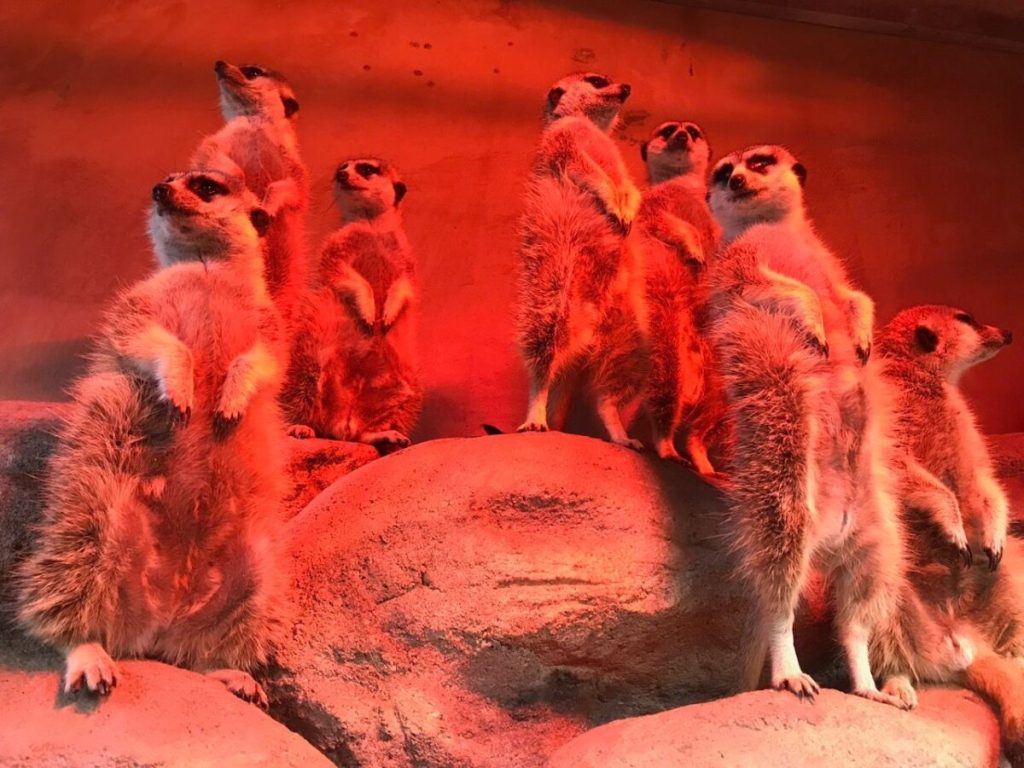 Meerkats under a heat lamp at Taronga zoo powered by renewable energy